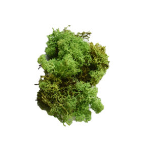 Licheni, verde deschis, 25 g